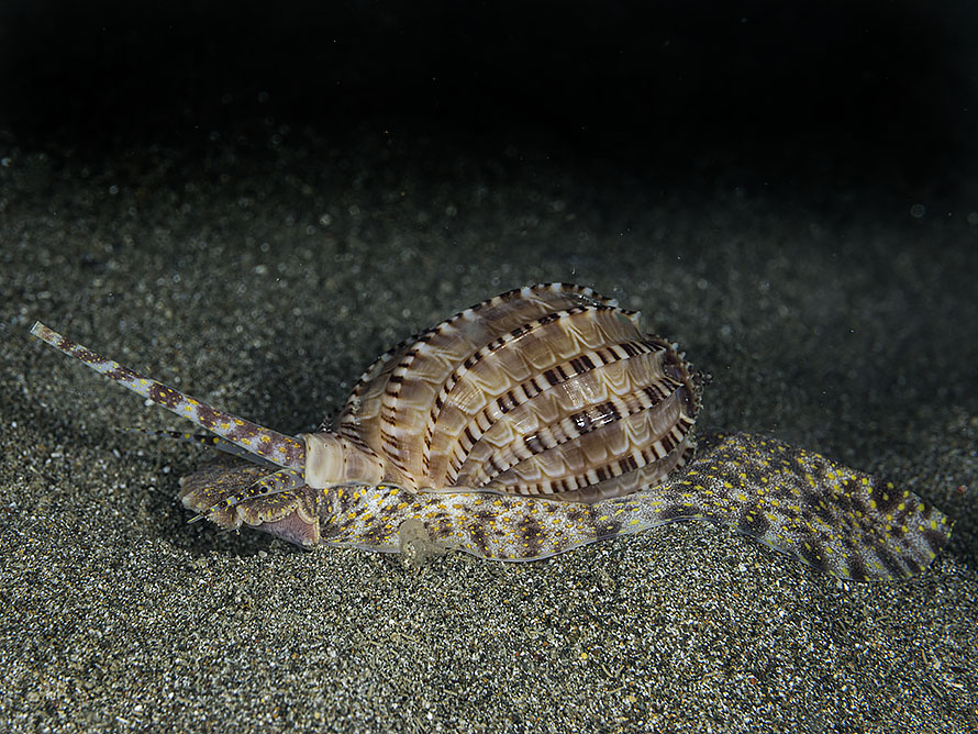 Harpa articularis